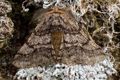 <i>Lycia hirtaria</i>