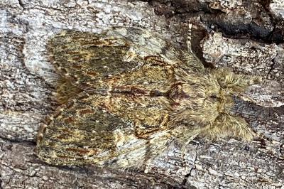 <i>Peridea anceps</i>