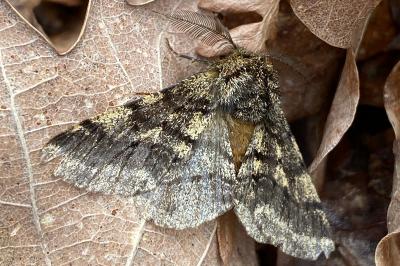 <i>Lycia hirtaria</i>