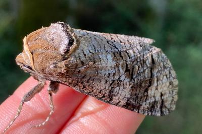 <i>Cossus cossus</i>