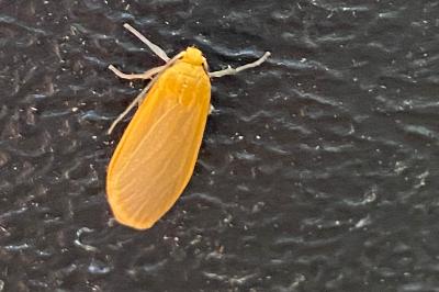<i>Wittia sororcula</i>