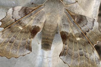 <i>Laothoe populi</i>