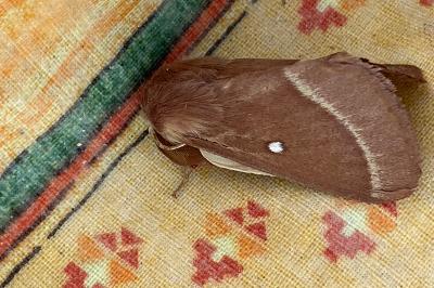 <i>Lasiocampa trifolii</i>