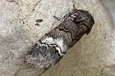 <i>Drymonia querna</i>