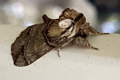 <i>Drymonia velitaris</i>