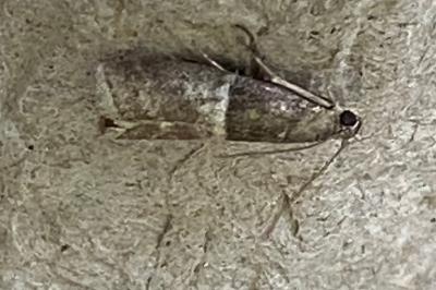 <i>Elegia similella</i>