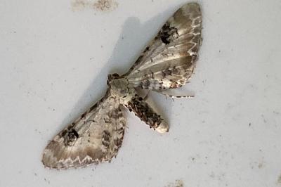 <i>Eupithecia centaureata</i>