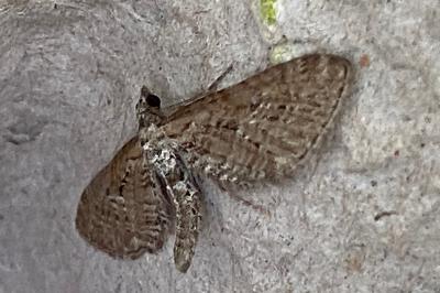 <i>Eupithecia intricata</i>