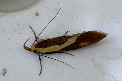 <i>Harpella forficella</i>