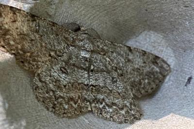 <i>Hypomecis punctinalis</i>