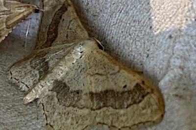 <i>Idaea aversata</i>