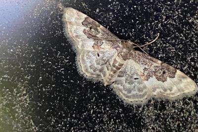 <i>Idaea rusticata</i>