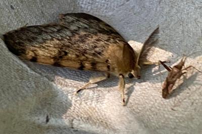 <i>Lymantria dispar</i>