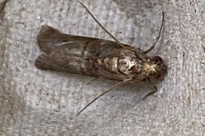 <i>Phycita roborella</i>
