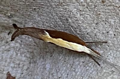 <i>Ypsolopha dentella</i>