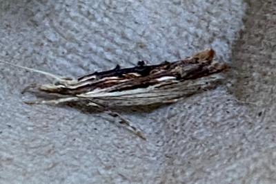 <i>Ypsolopha scabrella</i>