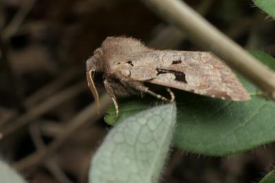 <i>Orthosia gothica</i>