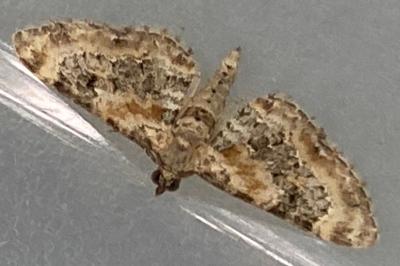 <i>Eupithecia</i>