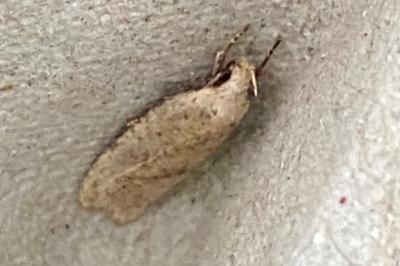 <i>Agonopterix</i>
