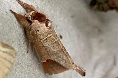 <i>Clostera curtula</i>