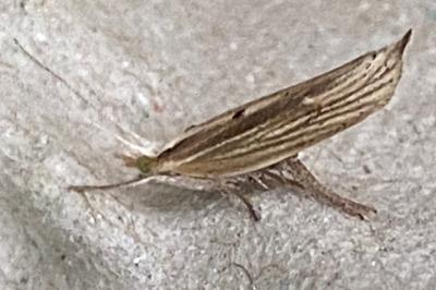 <i>Ypsolopha nemorella</i>