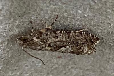 <i>Zeiraphera isertana</i>