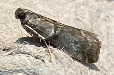 <i>Acrobasis consociella</i>