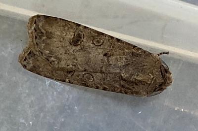 <i>Agrotis segetum</i>