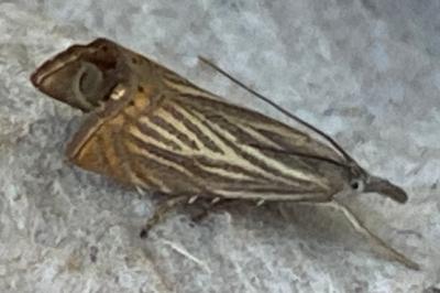 <i>Chrysoteuchia culmella</i>
