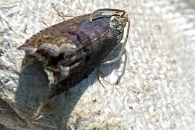 <i>Cydia splendana</i>