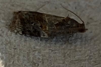 <i>Ditula angustiorana</i>