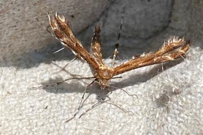 <i>Oxyptilus</i>