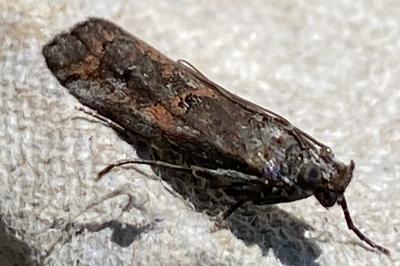 <i>Pempelia</i>