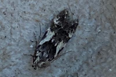 <i>Teleiodes luculella</i>