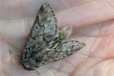 <i>Thaumetopoea pityocampa</i>