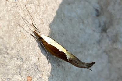 <i>Ypsolopha dentella</i>