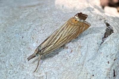 <i>Chrysoteuchia culmella</i>
