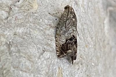 <i>Cydia splendana</i>