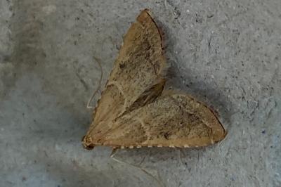 <i>Endotricha flammealis</i>