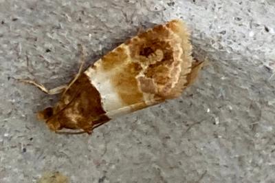 <i>Epinotia festivana</i>