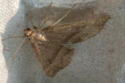 <i>Hypena proboscidalis</i>