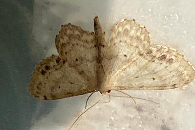 <i>Idaea dimidiata</i>