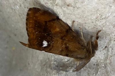 <i>Orgyia antiqua</i>