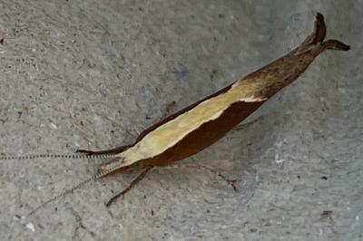 <i>Ypsolopha dentella</i>
