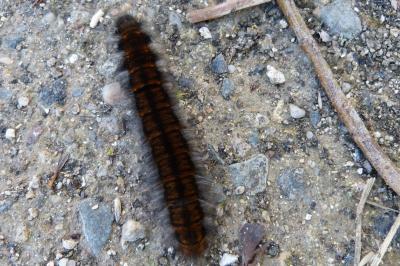 <i>Macrothylacia rubi</i>