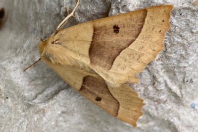 <i>Crocallis elinguaria</i>