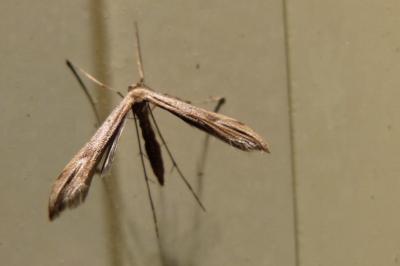 <i>Emmelina monodactyla</i>