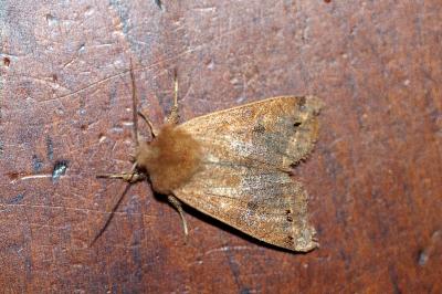 <i>Anorthoa munda</i>