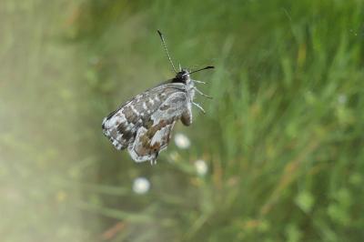 <i>Cacyreus marshalli</i>