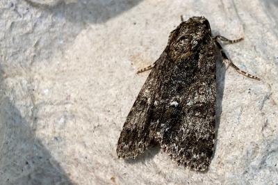 <i>Acronicta rumicis</i>